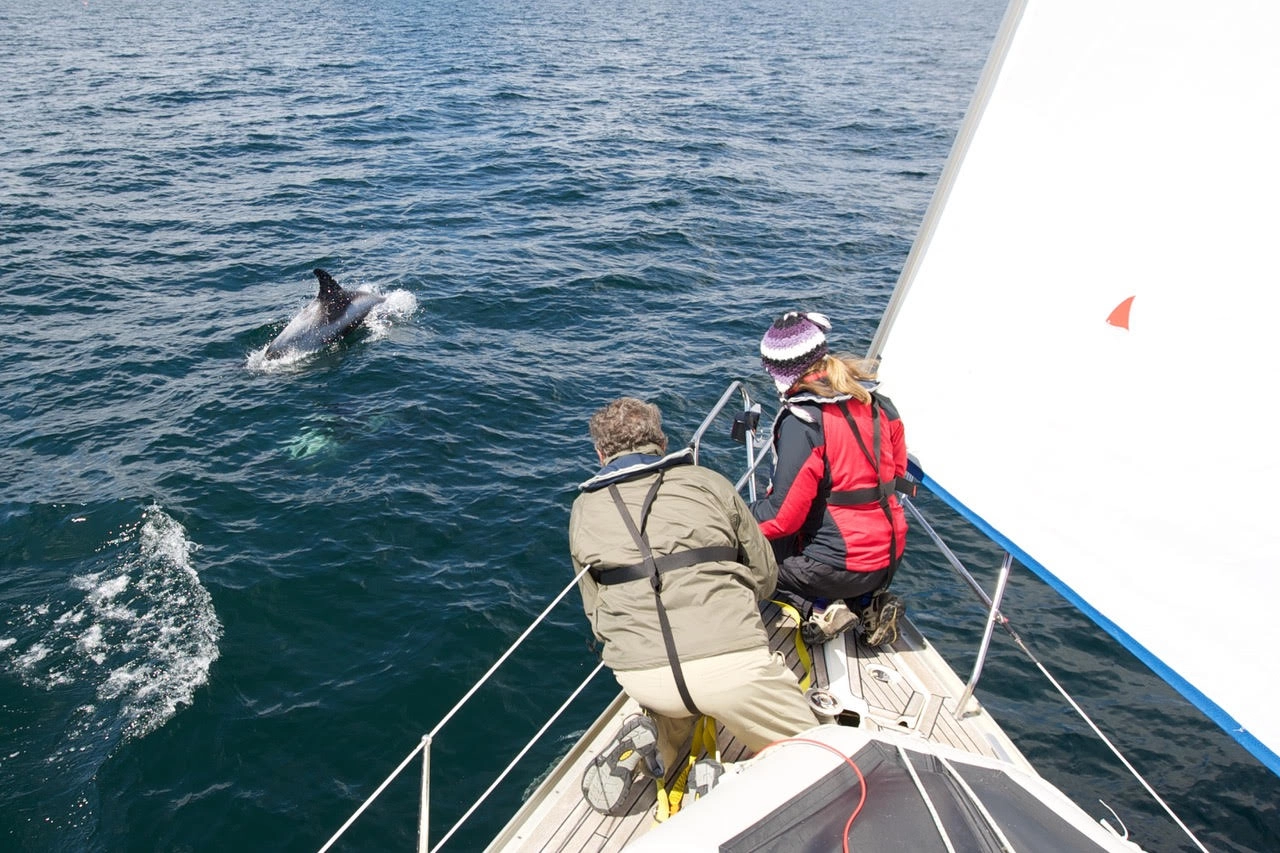 1268-dolphin-watching-17381890489805.jpg