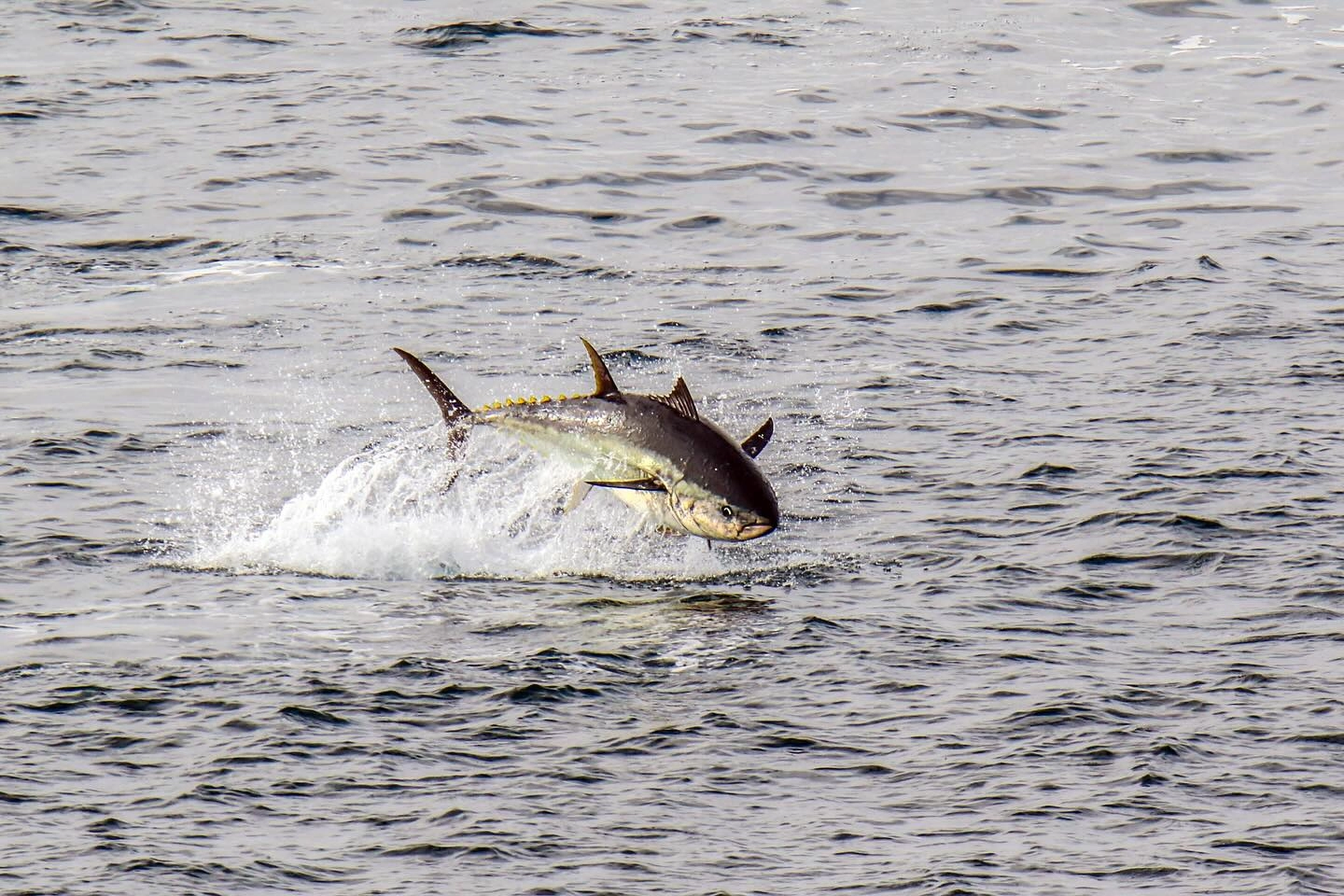 1447-tuna-17628611473974.jpg